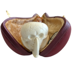 Meerschaum Claw Clutching Skull.